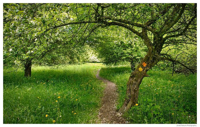 A walk in Jällabjär