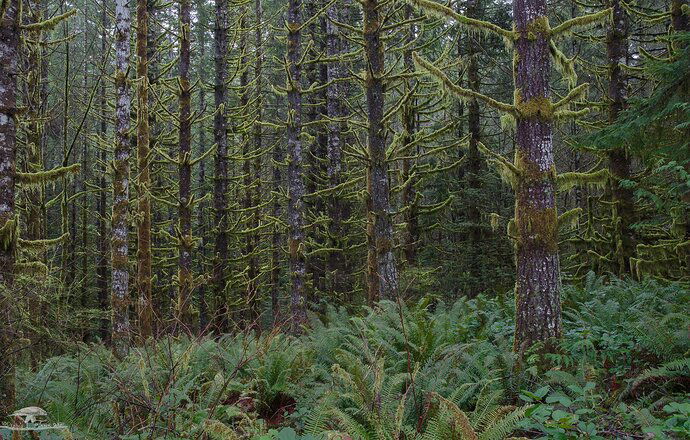 Evergreen Winter in the Pacific Northwest