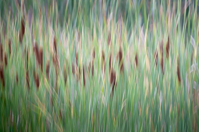 dcampbell-icm-typha-heads-arapahoe-bend-2025-web.jpg