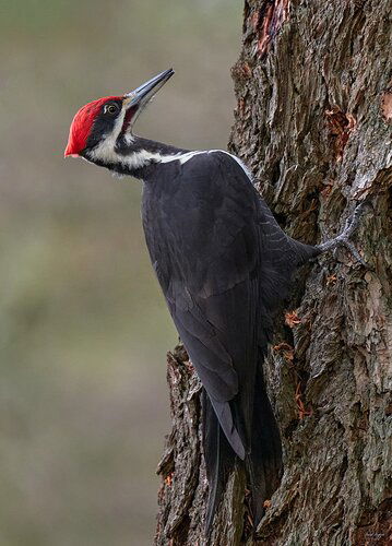 Pileated Woodpecker