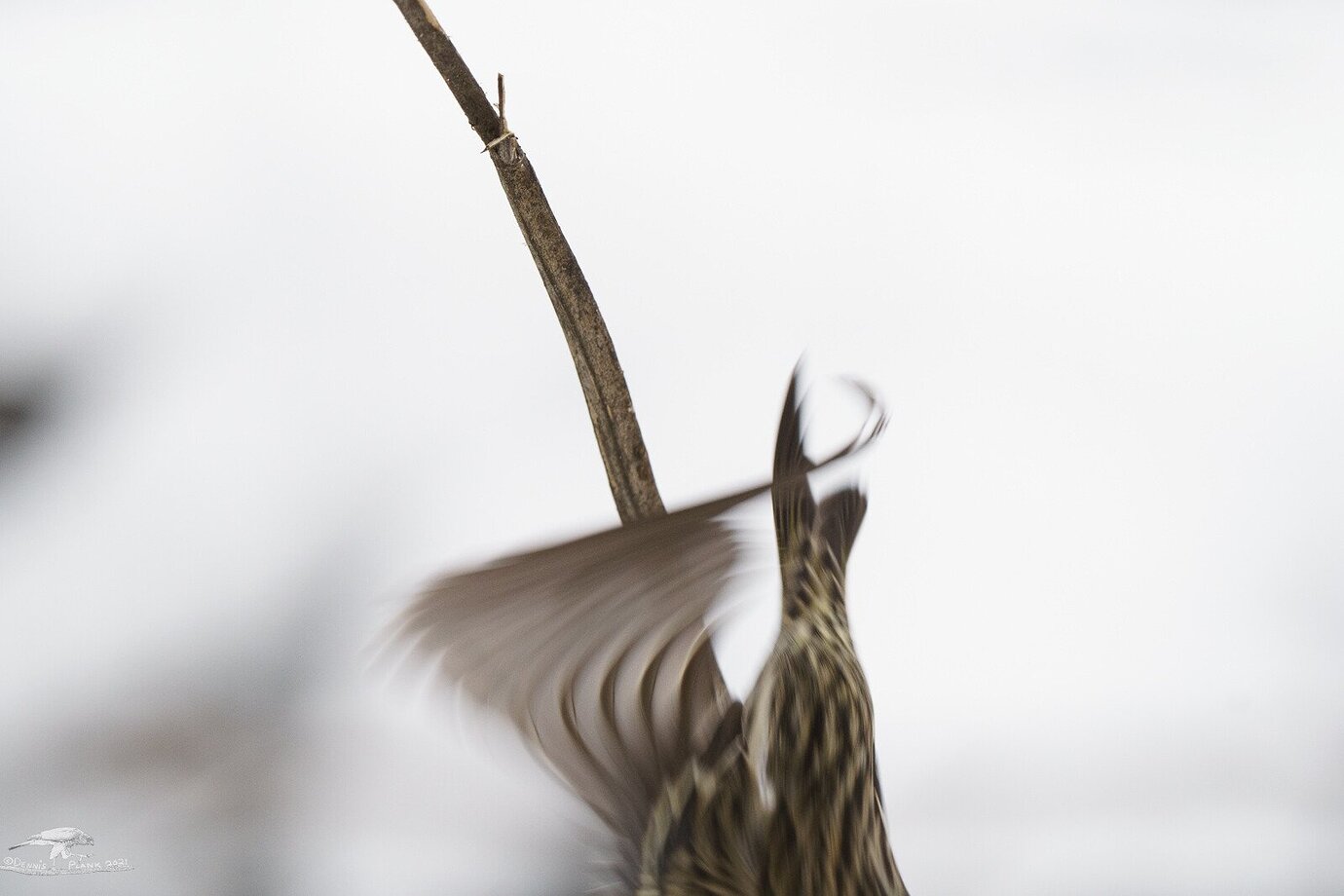 Rolling shutter problems in mirrorless camera Discussions Nature