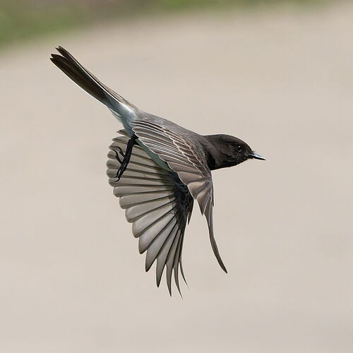 Phoebe Takes Flight.jpg