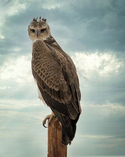 Snake Eagle (From the Road)