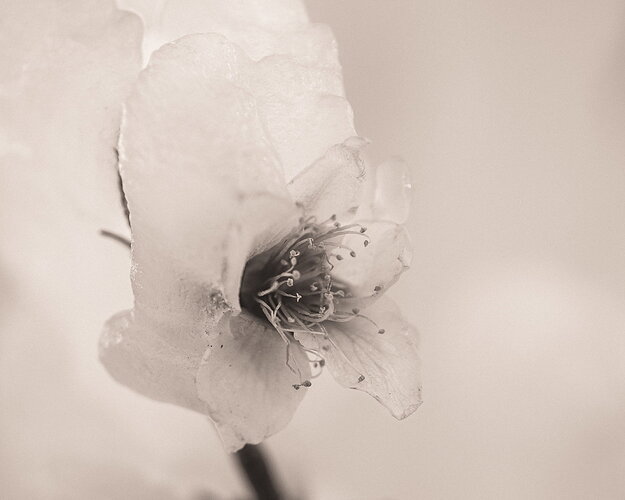 WA_Peach Blossoms-Ice_4-5