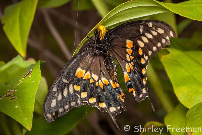 SwallowtailForLunch