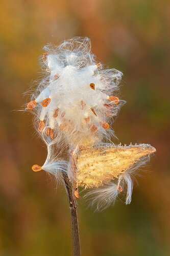 Milkweedpod1020_65A1851ACRtcdclj