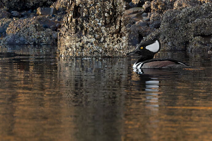 Hooded Merganser-NPN.jpg