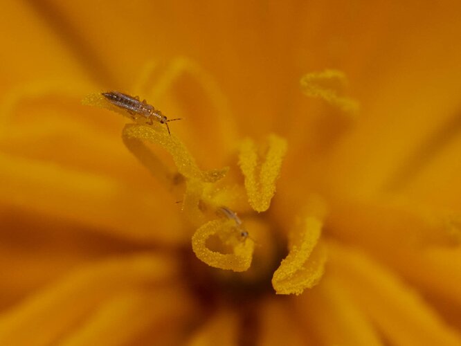 20200227-Picacho-Insects-8915