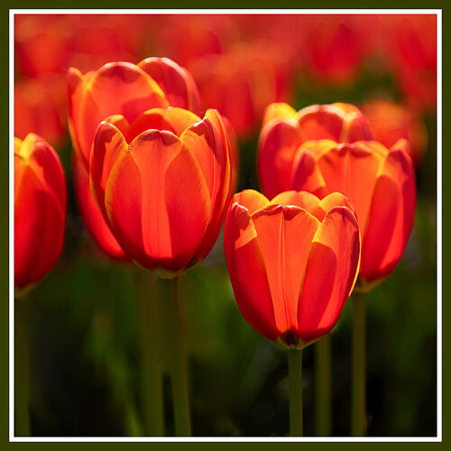 Tulip #9-NPN.jpg