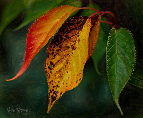 autumn-01034-Edit
