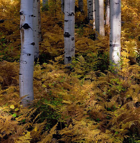 Aspens and Ferns