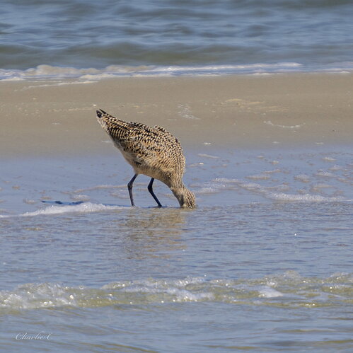 Marbled Godwit (feeding).jpg