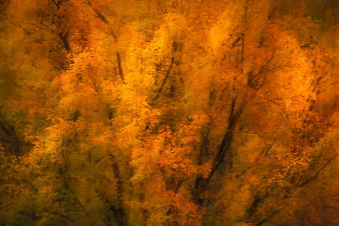 Fire Maple Original
