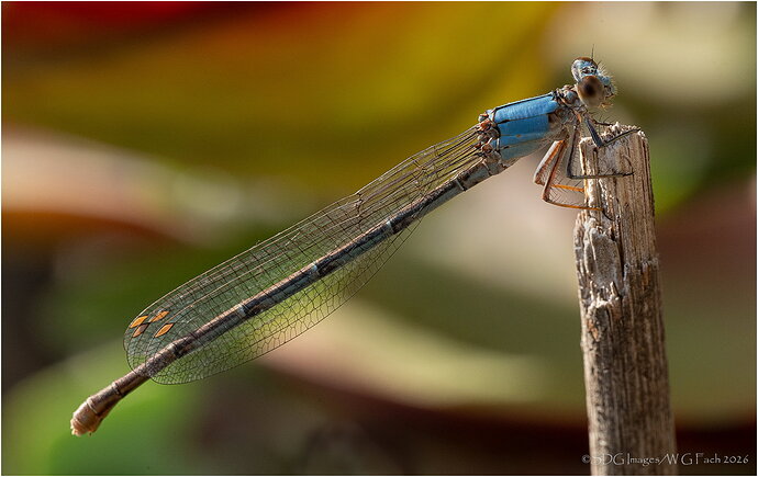 Basking-69691A7r3-26.jpg