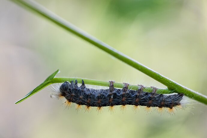 Caterpillar