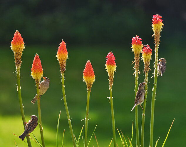 Red-Hot-Pokers-1-ntl.jpg