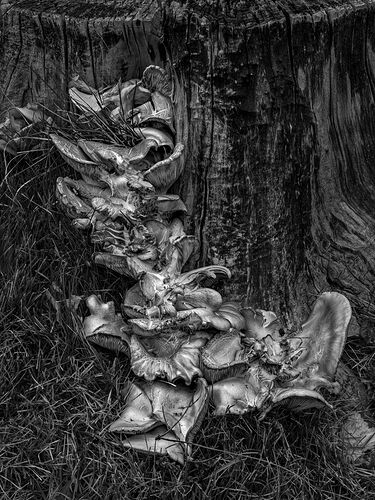 DSCF2312_DxO.2-1500PX