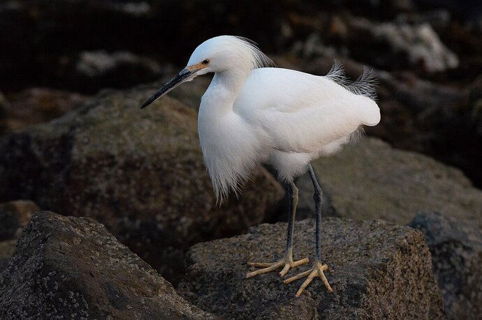 Snowy Egret-4