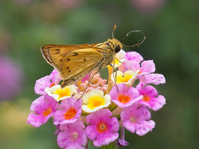 fiery-skipper-_K4A3020 crop