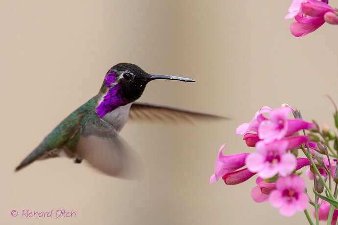 Costa's Hummingbird 294-1600