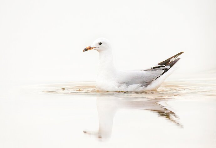 Silver Gull