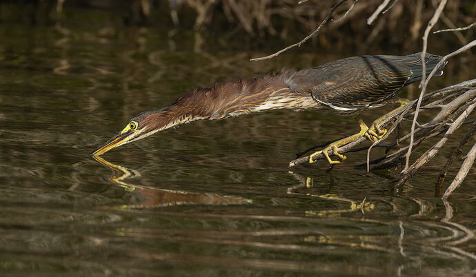 Original - Green Heron 120.jpg