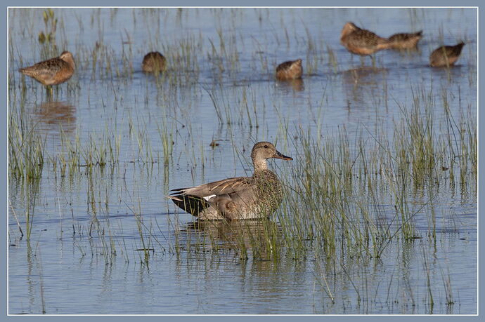 Gadwall-NPN.jpg