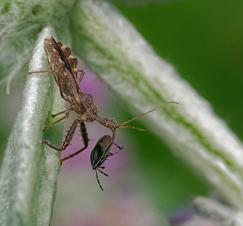 Assasin bug living up to its name - Image Critiques - Nature ...