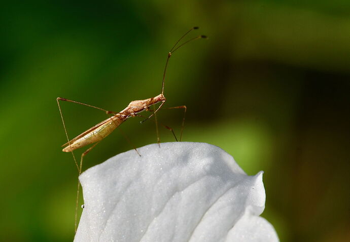 Stilt bug on Trillium, April.jpg