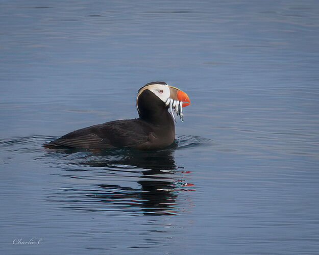 Tuffted Puffin and dinner.jpg