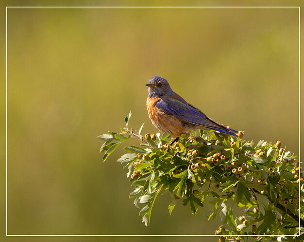 Western Bluebird-NPN3.jpg