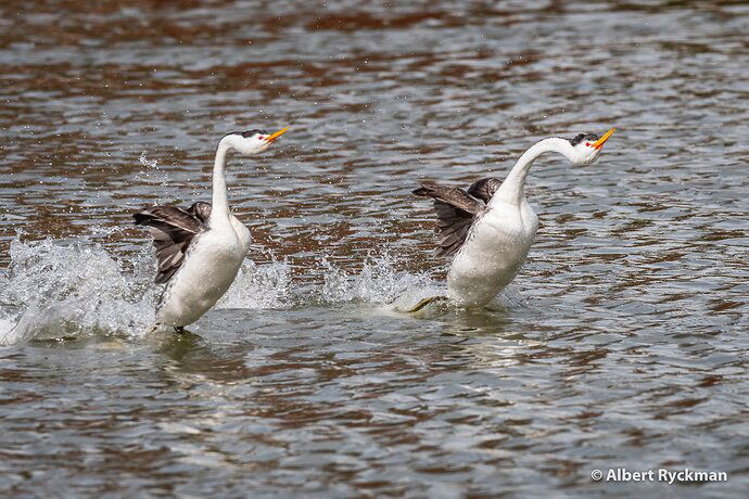 DANCING CLARK'S GREBE * NPN CANDIDATES-8 copy