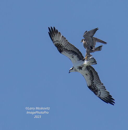 Osprey_Peregrine_ride_9731 copy.jpg