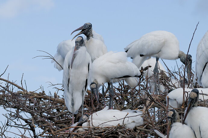 DSC_6193_DxO.jpg