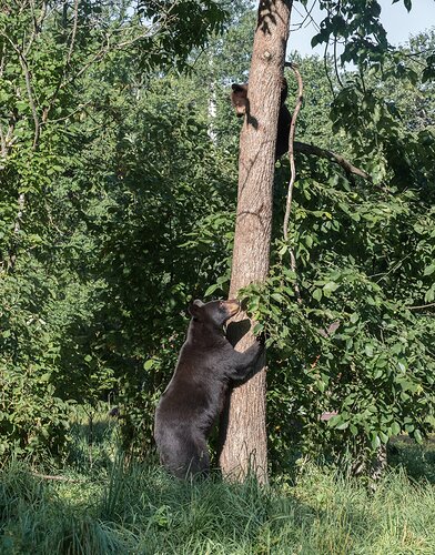 Black Bear Mom and Cub in Tree RR