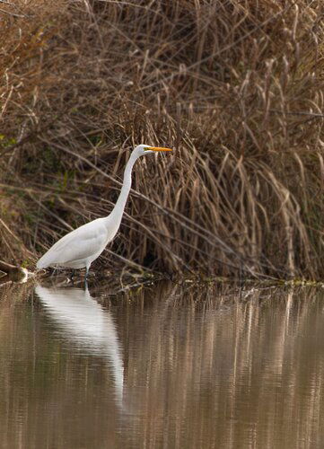 egret-v2