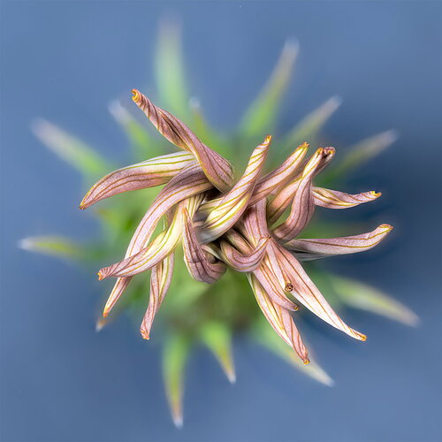Original - NPN_FGisin_Macro_Gazania_rigens_01.jpg