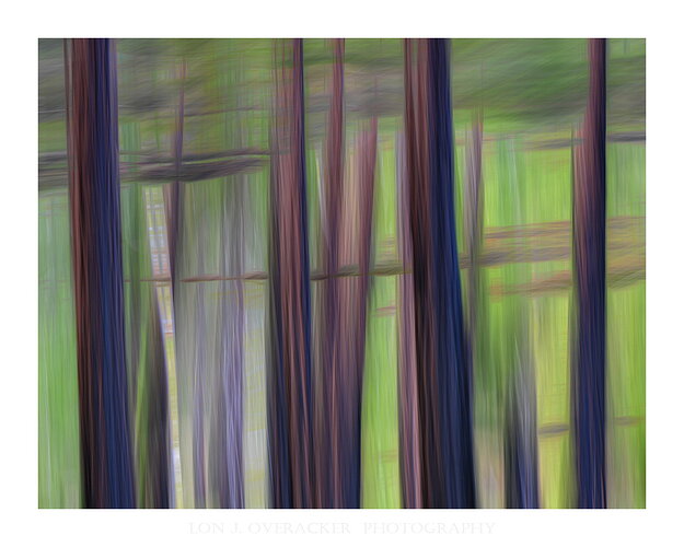 Forest Abstract