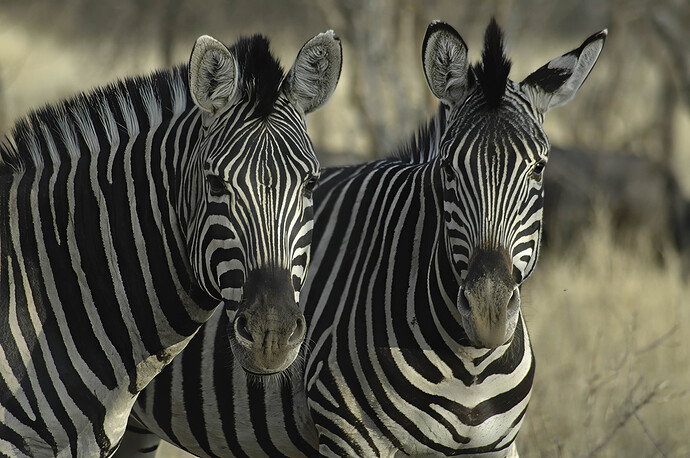 Original - Zebra 1 of 1 .jpg