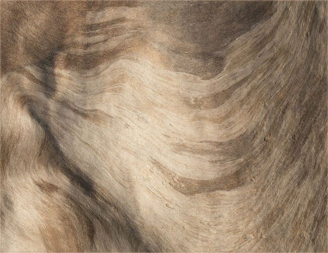 -20260124-_7R52742-Forks-DxO_DeepPRIME 3-Edit-Edit-2.jpg