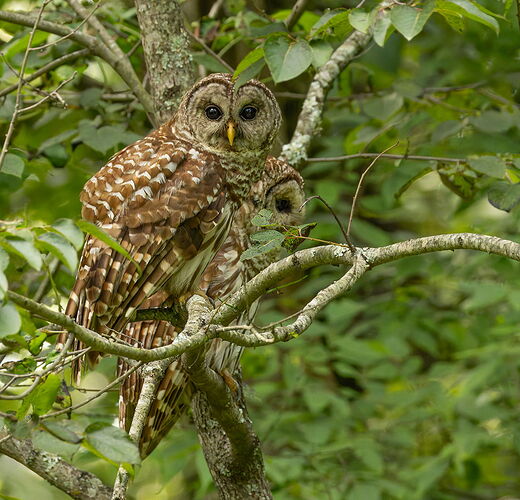Barred Owl 4.jpg