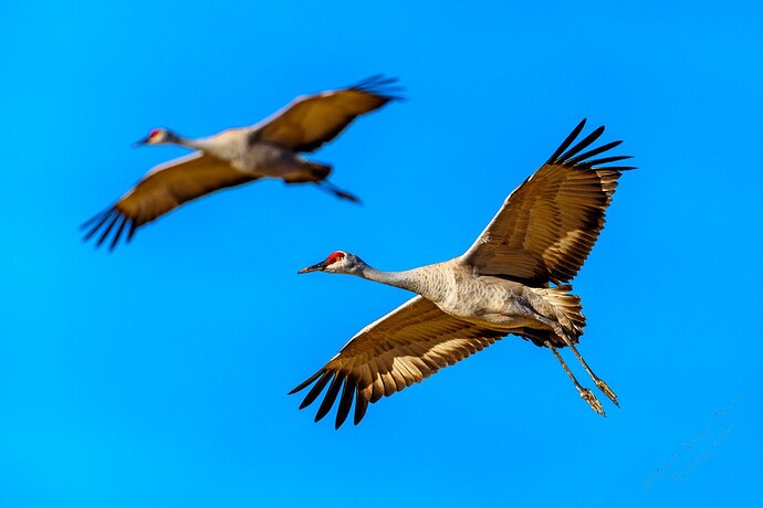 Sandhill Cranes in flight - Bosque del Apache NWR