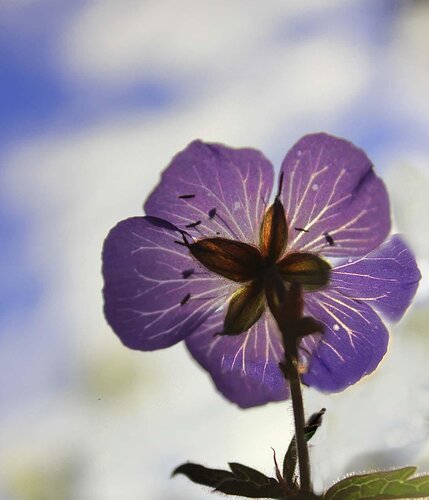 backyard flower-cloned