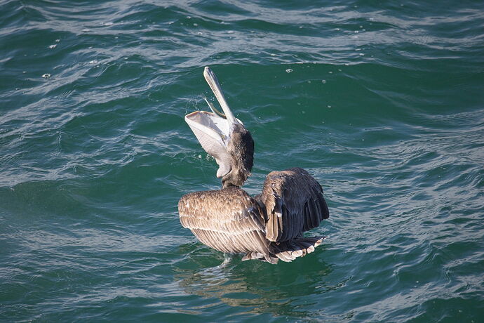 20250922_pelican-NPB_K4A251