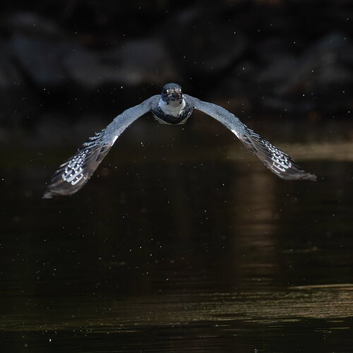Belted Kingfisher 174