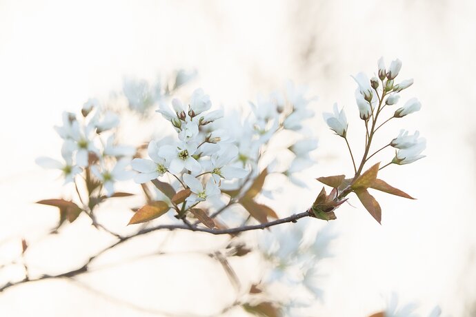 Spring blossoms