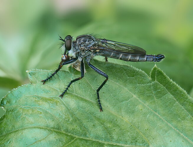 Original - Robberflywithprey.jpg