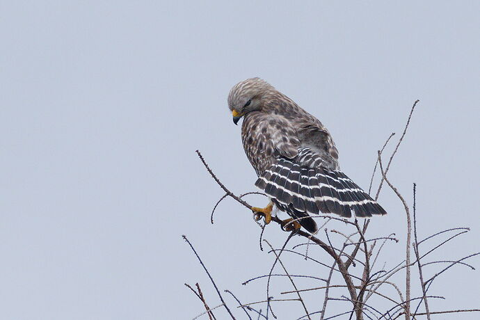 DSC_7063_DxO-2