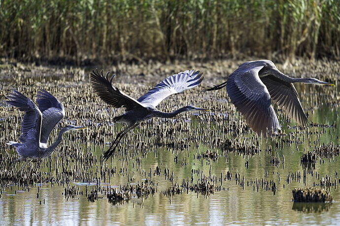 Heron Composite.jpg