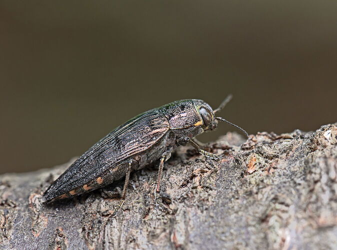 Bupresttismaculativentris.jpg